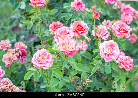 Rose rosa brillante sui rami con foglie verdi in giardino in estate. Foto Stock
