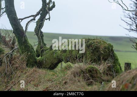 Antica siepa sul parco nazionale di Exmoor, Regno Unito Foto Stock