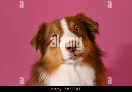 Rosso tricolore australiano. Ritratto di pastore australiano marrone su sfondo rosa studio. Carino giovane cane purosangue guarda attentamente in avanti, inclinando h Foto Stock