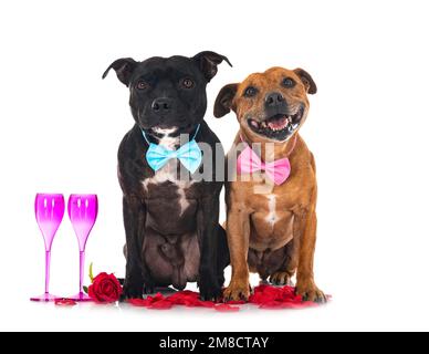 Staffordshire bull terrier di fronte a uno sfondo bianco Foto Stock