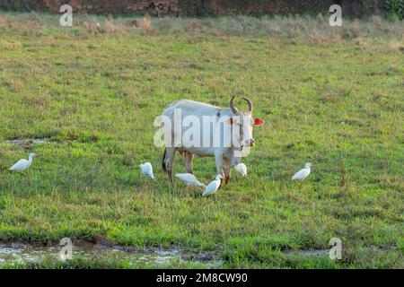 Le gregge di bestiame mangiano insetti mentre la mucca pascola nel campo. Foto Stock