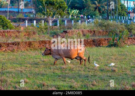 Le gregge di bestiame mangiano insetti mentre la mucca pascola nel campo. Foto Stock