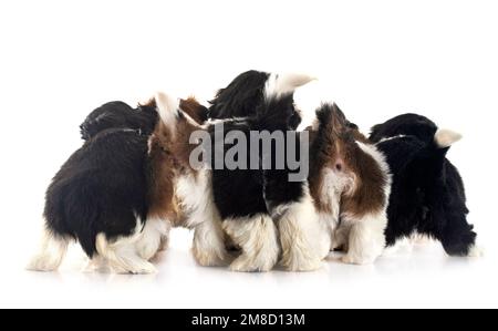 Cuccioli Shih Tzu di fronte a sfondo bianco Foto Stock