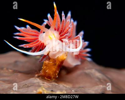 Nudibranch Cratena peregrina da Cipro Foto Stock