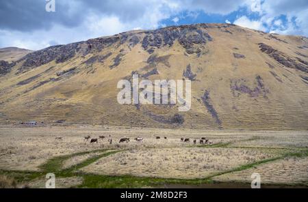 Pascolo nelle Ande peruviane. Foto Stock