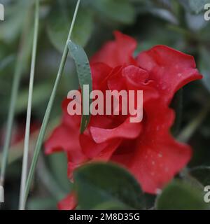 Una macro ripresa di una camelia giapponese rossa Foto Stock