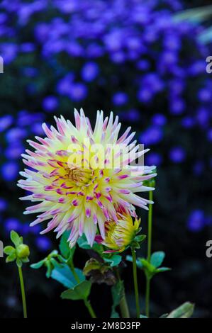 Un ritratto di una dahlia in piena fioritura in un giardino con le montagne di porpora che fioriscono sullo sfondo. Foto Stock