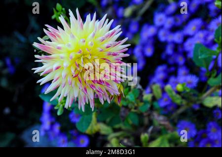 Una sola dahlia rosa e gialla fiorisce nel giardino. Foto Stock