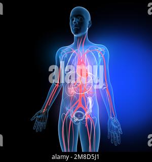 3d illustrazione di organi interni e ossa, in vetro trasparente. Sistema circolatorio e cuore. Foto Stock