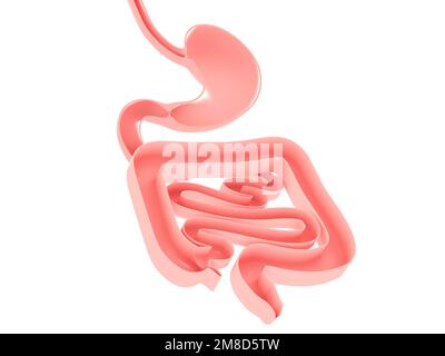 Rappresentazione anatomica 3D dell'apparato digerente, dell'intestino crasso e dell'intestino tenue. Vista dall'alto appoggiata al suolo, colori naturali. Foto Stock