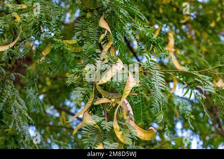 Foglie di verde brillante e baccelli di semi di macchia di Miele (Gleditsia Triacanthos) nel giardino botanico in primo piano estivo. Foto Stock