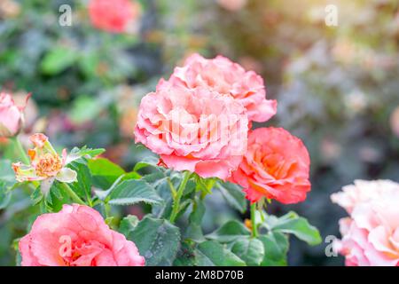 Rosa rosa dolce e fresco su verde chiaro lascia sfondo nel giardino in primavera in una giornata di sole. Foto Stock