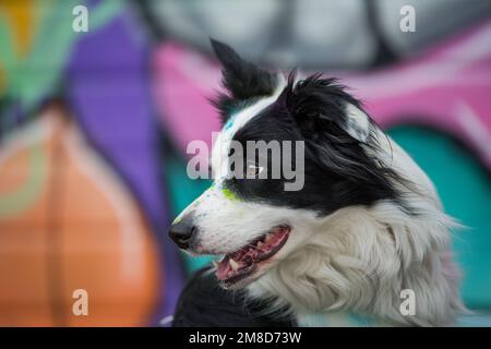 Giovane bordo collie cane sfondo colorato guardando al lato Foto Stock