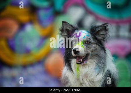 Cane collie bordo con sfondo colorato graffiti Foto Stock