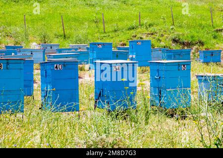 Molti alveari di api blu nel campo sulla fattoria di campagna il giorno di sole estate. Foto Stock