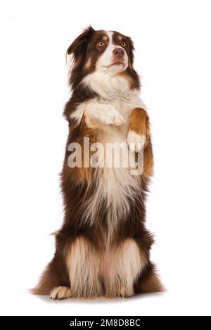 Cane pastore australiano seduto sulle zampe posteriori e guardando verso l'alto Foto Stock