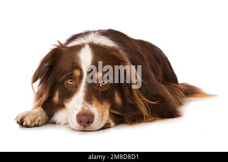 Cane pastore australiano giacendo isolato su sfondo bianco e guardando alla macchina fotografica Foto Stock