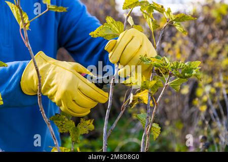 Potatura di cespugli di ribes in autunno. La potatrice nelle mani del giardiniere. Foto Stock