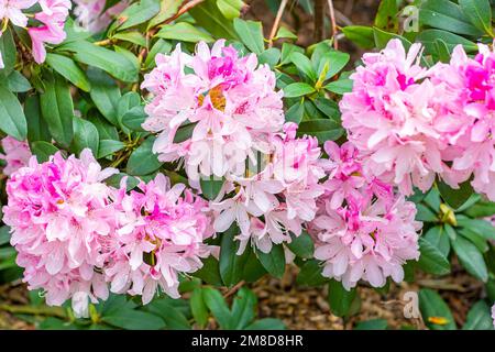 Rosa brillante Rhododendron Hybridum Cheer fiori con foglie in giardino in estate. Foto Stock