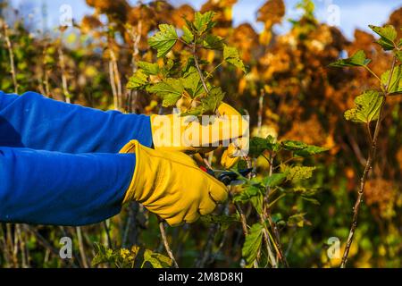 Potatura di cespugli di ribes in autunno. La potatrice nelle mani del giardiniere. Foto Stock