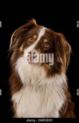 Cane pastore australiano su sfondo nero Foto Stock