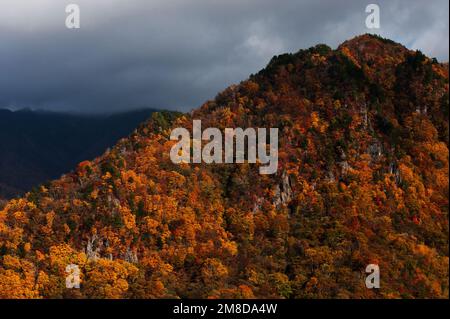 Una montagna in pieno splendore autunnale nella prefettura settentrionale di Nagano, Giappone. Foto Stock