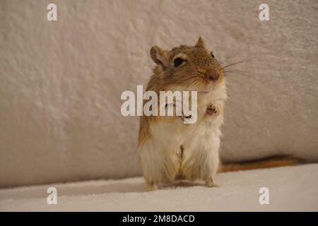 Gerbillo in PET con sfondo bianco. Foto Stock