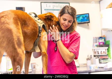 Una donna veterinaria caucasica in uniforme rosa sorridente e accarezzante un cane marrone in clinica veterinaria Foto Stock