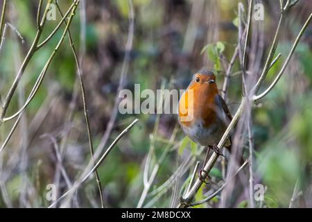 Erithacus rubecula, un rapina europea, presso la riserva naturale Sculthorpe Moor a Norfolk. Foto Stock