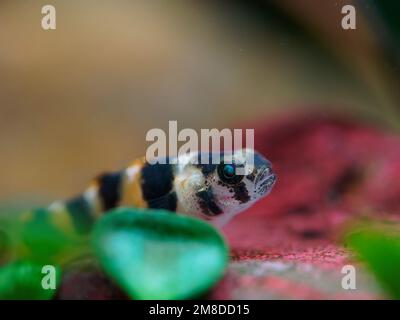 Goby di micro bumblebee di acqua dolce (Brachygobius sp.) pesce che riposa su roccia rossa con foglia di marsilea verde Foto Stock
