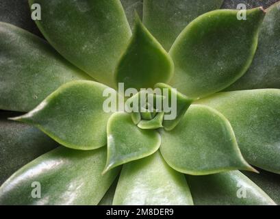 Rossetto echeveria.Cactus pianta carta da parati modello. Patterns. Succulente cactus. Primo piano delle foglie di cactus verdeggianti. Vista dall'alto immagine di una fioritura succulenta. Foto Stock