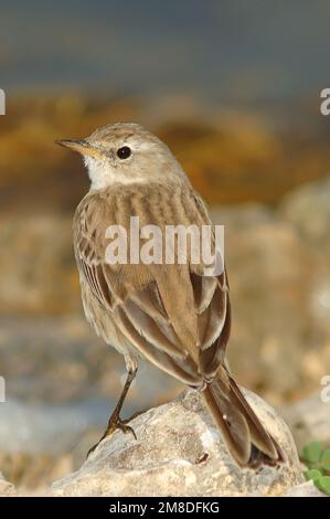 Acqua (Pipit Anthus spinoletta) Foto Stock