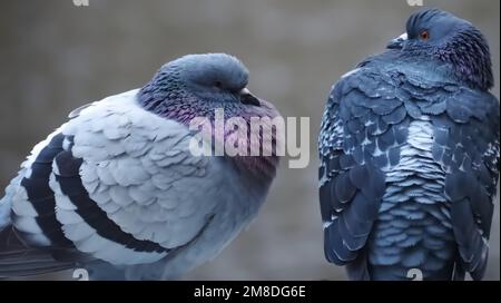 Piccioni città accoppiamento o fare l'amore Foto Stock