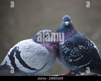 Piccioni città accoppiamento o fare l'amore Foto Stock