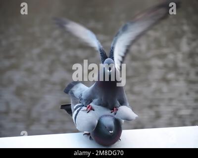 Piccioni città accoppiamento o fare l'amore Foto Stock