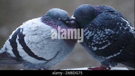 Piccioni città accoppiamento o fare l'amore Foto Stock