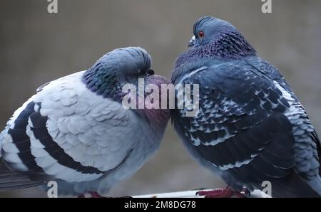 Piccioni città accoppiamento o fare l'amore Foto Stock