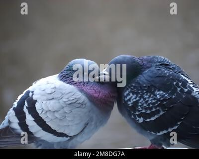 Piccioni città accoppiamento o fare l'amore Foto Stock