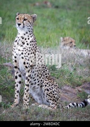 Cheetahs (Acinonyx jubatus), Masai Mara, Kenya, Africa Foto Stock