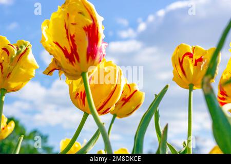 Fiori di tulipano in fiore rosso, arancione e giallo sul campo in primavera contro il cielo blu. Foto Stock