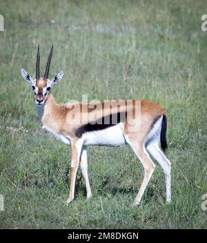 Gazzelle di Thomson (Eudorcas thomsonii), Masai Mara, Kenya, Africa Foto Stock