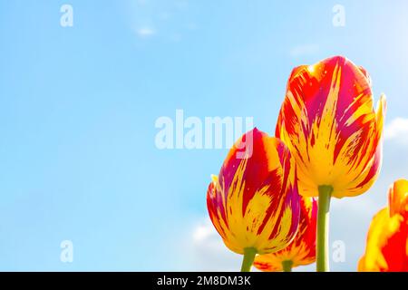 Fiori di tulipano in fiore rosso, arancione e giallo brillante sul campo in primavera contro il cielo blu con spazio copia. Foto Stock