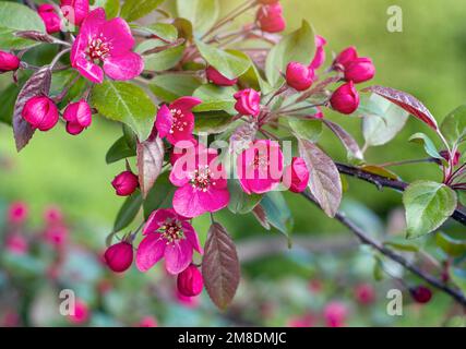Fiori rosa brillante decorativo di ananas granchio su sfondo verde foglie nel giardino in primavera. Foto Stock
