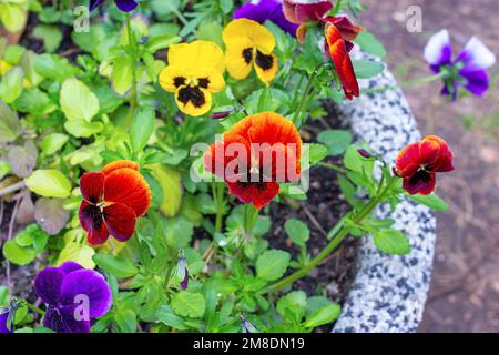 Pansies rosso, giallo e viola colorato (Viola tricolore var. hortensis) fiori sul aiuole in giardino in primavera. Foto Stock