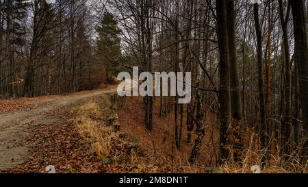 Strada nella foresta Foto Stock