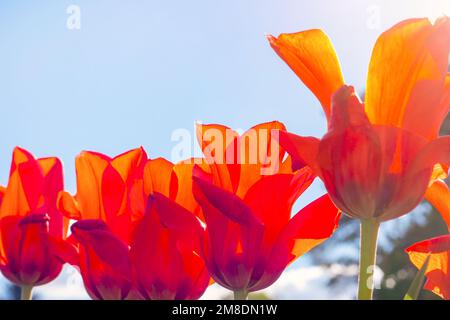 Fiori di tulipano in fiore rosso brillante sul campo in primavera. Foto Stock