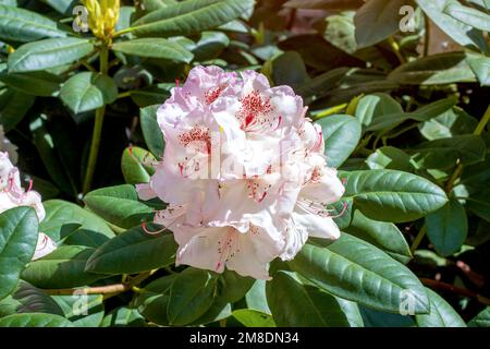 Rosa brillante e bianco Rhododendron ibridum Simona fiori fioritura con foglie verdi in giardino in primavera. Foto Stock