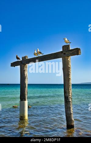 Gli alberini del vecchio molo a Hamelin Bay, Australia Occidentale, con gabbiani seduti in cima Foto Stock