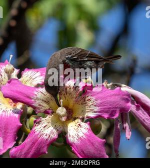 Giovane scarlatto-chested Sunbird Chalcomitra senegalensis, bere nettare da fiore, Masai Mara National Park, Kenya. Foto Stock