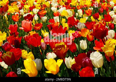 Tulipani colorati fioriscono nel letto di fiori Foto Stock